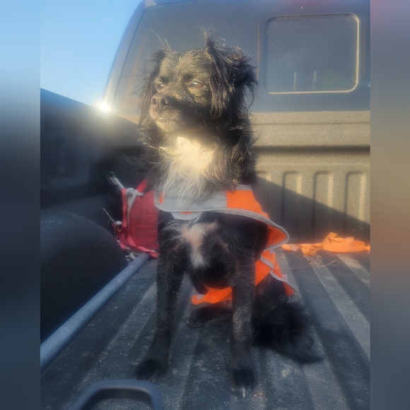 🐾Signed LT Toby Sticker🐾 - Picture 5 of 13